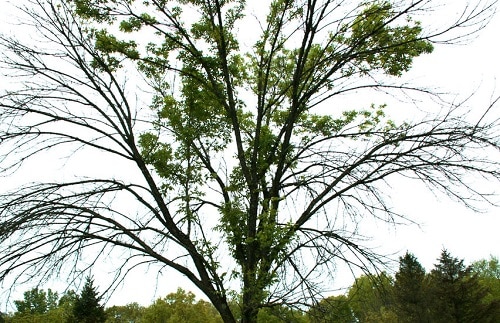 Ash Tree Dying From EAB Infestation